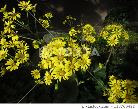 Tsuwabuki flower Tsuwabuki flower 133760488