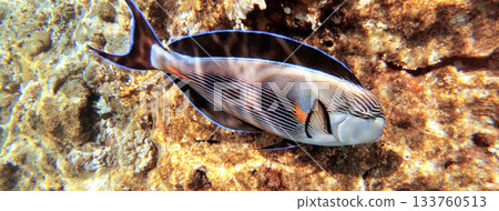 Underwater seascape on the coral reef in Red Sea, Egypt 133760513