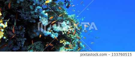 Underwater seascape on the coral reef in Red Sea, Egypt 133760515