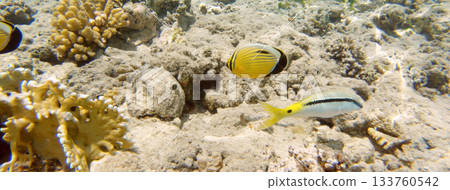 Underwater seascape on the coral reef in Red Sea, Egypt Underwater seascape on the coral reef in Red Sea, Egypt 133760542