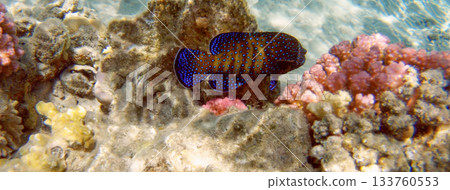 Underwater seascape on the coral reef in Red Sea, Egypt Underwater seascape on the coral reef in Red Sea, Egypt 133760553