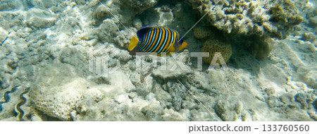 Underwater seascape on the coral reef in Red Sea, Egypt 133760560