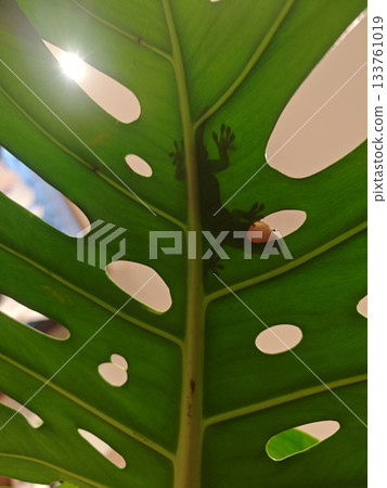 壁虎的輪廓倒映在龜背竹葉片和自然光中 133761019