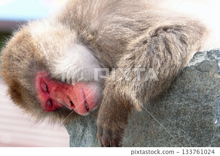 一隻日本獼猴的睡顏，它的臉部呈現獨特的紅色。 133761024