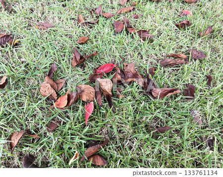 Fallen leaves on the lawn 133761134