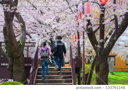 Walking along the cherry blossom path [Suwa Takashima Castle] 133761148