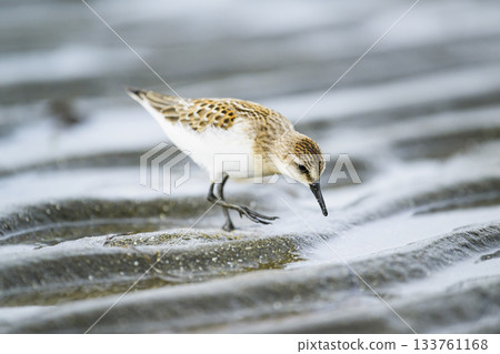 一隻幼小的東寧鳥正在覓食 133761168