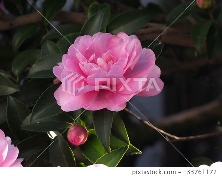 粉色山茶花與花苞(陰涼處山茶花的特寫) 粉色山茶花與花苞(陰涼處山茶花的特寫) 133761172