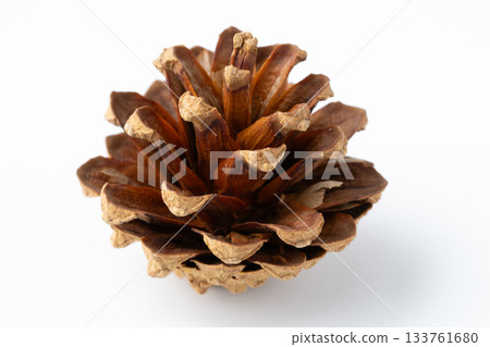 A single pine cone on a white background A single pine cone on a white background 133761680