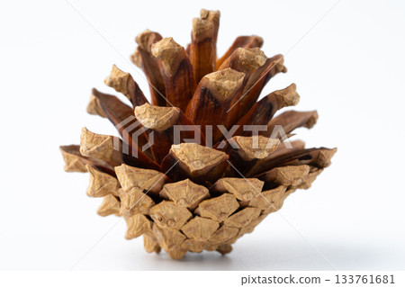 白色背景上的單一鬆果 133761681