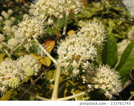 八角金盤（Fatsia japonica）的花朵，八角金盤是五加科的常綠灌木，原產於日本。 133761743