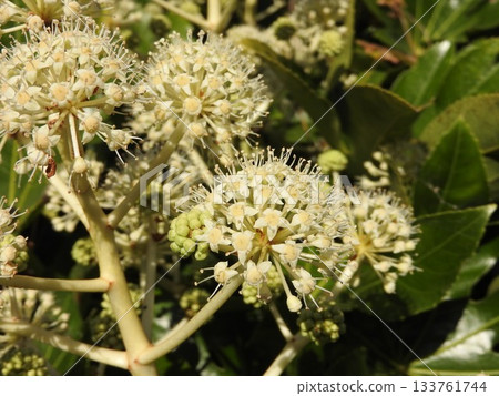 八角金盤（Fatsia japonica）的花朵，八角金盤是五加科的常綠灌木，原產於日本。 133761744