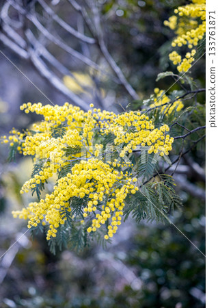 美麗的含羞草特寫 | 直式版 133761871