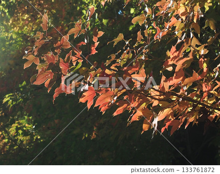 陽光透過樹葉灑在台灣楓樹的黃葉上（公園裡的一排樟樹和台灣楓樹） 133761872