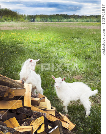White baby goats playing on firewood in pasture 133761917