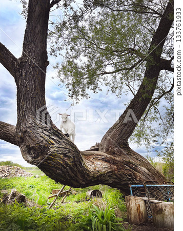 White goat standing on a large tree trunk White goat standing on a large tree trunk 133761933