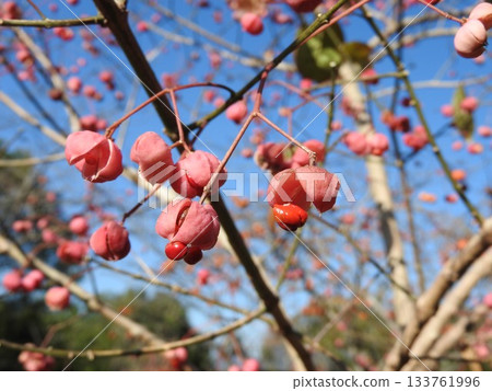 真由美果實裂開，露出橘色的種子。 133761996