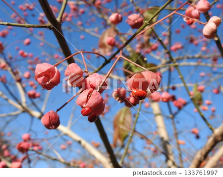 Mayumi fruit bursts open, exposing its orange seeds 133761997