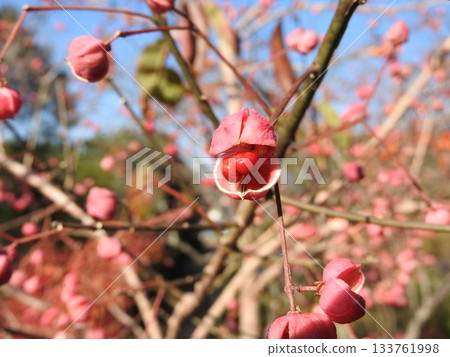 真由美果實裂開，露出橘色的種子。 133761998