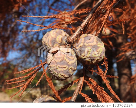 Numasgi(松樹)果實 Numasgi(松樹)果實 133762154