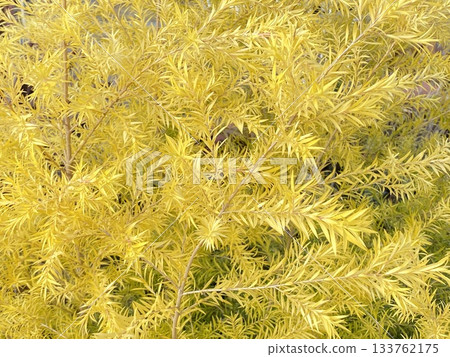 Nature Nature Nature Nature 133762175