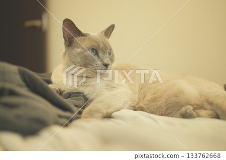 Domestic cat material 133762668