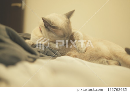 Domestic cat material Domestic cat material 133762685
