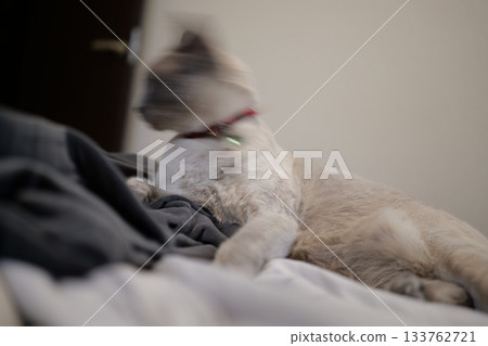 Domestic cat material Domestic cat material 133762721