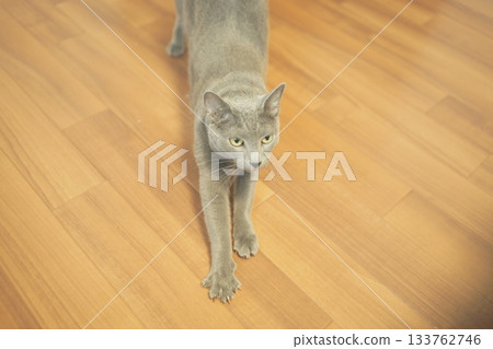 Domestic cat material Domestic cat material 133762746