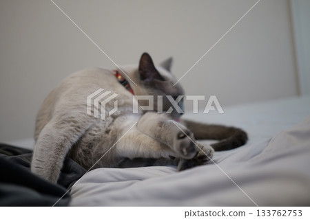 Domestic cat material 133762753