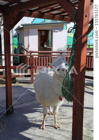 東部動物園裡的羊駝正在啄食 東部動物園裡的羊駝正在啄食 133763177