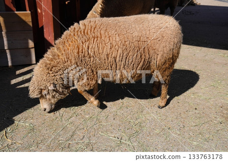 Fluffy woolly sheep at Tobu Zoo Fluffy woolly sheep at Tobu Zoo 133763178