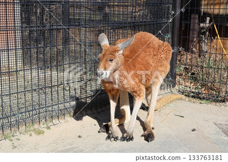 睡袋鼠 Tobu 動物園 133763181