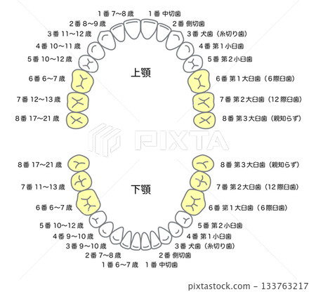 Names of permanent teeth and when they erupt 133763217