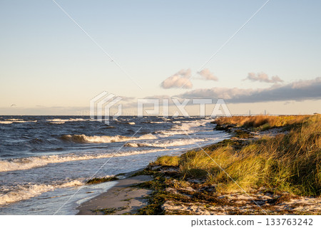 coastal shoreline of Baltic sea with dry grass and seaweed at sunset coastal shoreline of Baltic sea with dry grass and seaweed at sunset 133763242