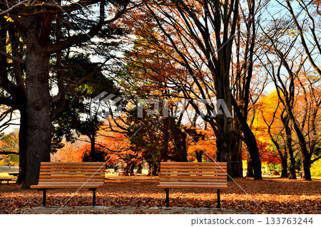 東京都光丘公園（東京都練馬區）[2025 年 11 月] 133763244