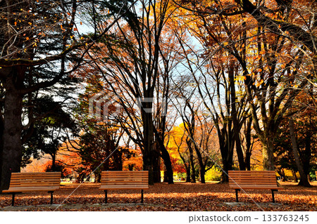 東京都光丘公園（東京都練馬區）[2025 年 11 月] 133763245