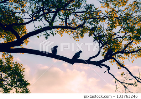 Morning sky, pigeons, and tree silhouettes [Nagano Prefecture] 133763246