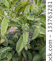 Roadside breeding 133763281