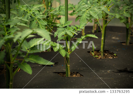 young tomato plant close up in greenhouse young tomato plant close up in greenhouse 133763295