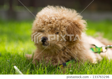 Fluffy Maltipoo puppy on a leash lying on the grass 133763296