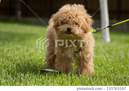 A white puppy with curly hair resting on the grass A white puppy with curly hair resting on the grass 133763297