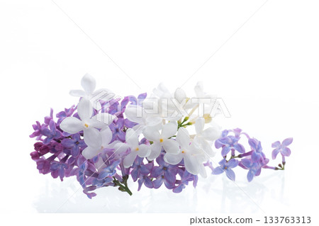 Bouquet of white and purple lilacs on a white background 133763313