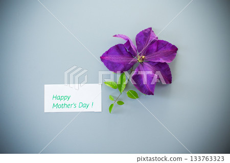 Close-up of purple clematis on light background Close-up of purple clematis on light background 133763323