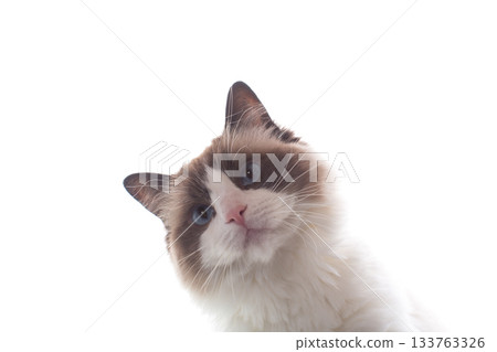 Purebred domestic cat Ragdoll on white background 133763326