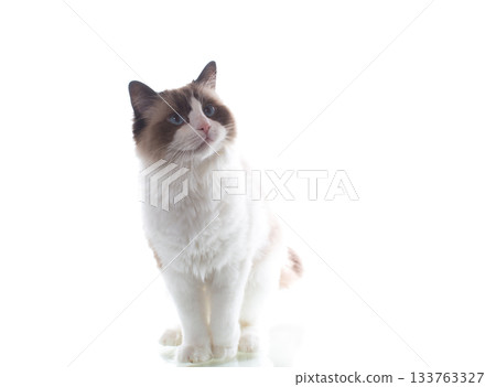 Cheerful curious Ragdoll cat on white background Cheerful curious Ragdoll cat on white background 133763327