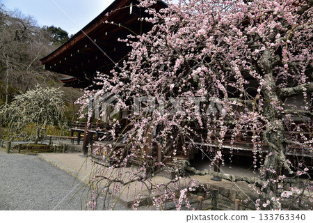 天龍寺－多寶殿的垂枝梅花 133763340