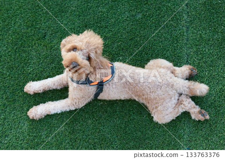 玩具貴賓犬躺在草地上 玩具貴賓犬躺在草地上 133763376