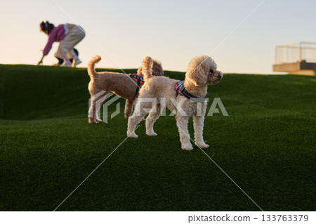 Toy poodle playing with dog run Toy poodle playing with dog run 133763379
