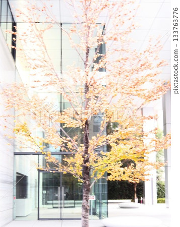 Autumn city trees Autumn city trees 133763776